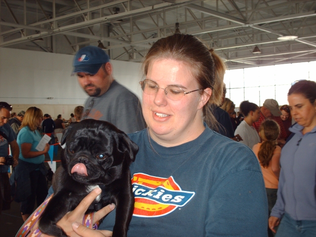 PUG GALA..RAIDER ONE OF OUR PAST PUGS.