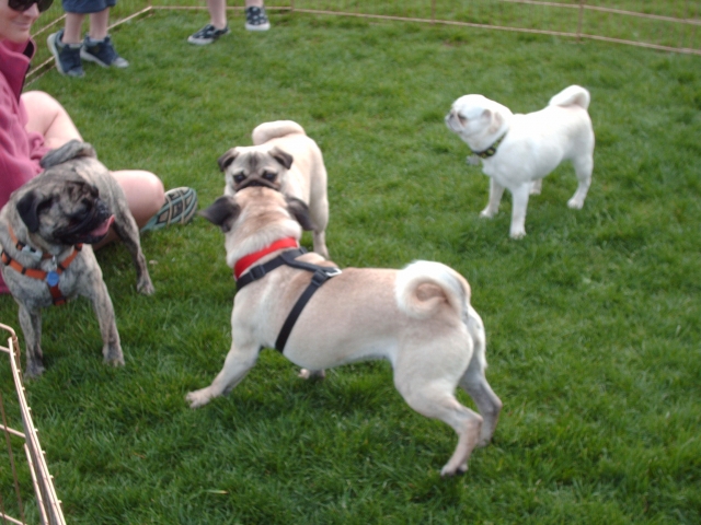 THIS PUG IN THE FRONT WAS SO EXCITED ALL HE COULD DO WAS BARK..HE DIDNT KNOW WHAT TO THINK!! HIS NAME WAS CAPTAIN!